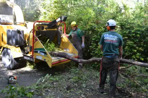 tree services Redington Beach